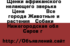 Щенки африканского нелающего зверька  › Цена ­ 35 000 - Все города Животные и растения » Собаки   . Нижегородская обл.,Саров г.